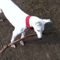 Visiting Vet Specialists | Stick injuries