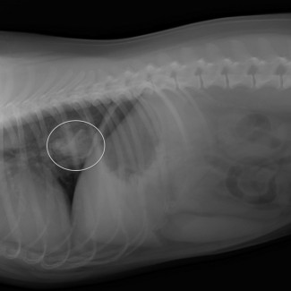 Visiting Vet Specialists | Oscar’s eyes bigger than his stomach – or at least his oesophagus