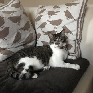Visiting Vet Specialists | About
