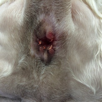 Visiting Vet Specialists | Anal sacs : can they be removed successfully?
