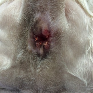 blocked anal gland cat Blocked anal gland cat