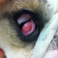 Visiting Vet Specialists | Eyes