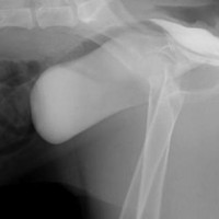 Visiting Vet Specialists | Urinary and reproductive systems