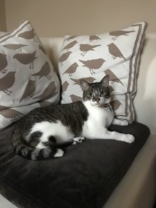 Visiting Vet Specialists | About