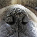 Visiting Vet Specialists | Ears, Nose and Throat