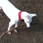 Visiting Vet Specialists | Stick injuries