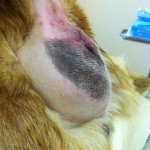 Visiting Vet Specialists | Hernias