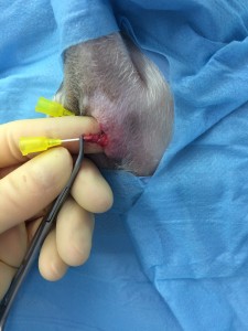 Visiting Vet Specialists | Anal sacs : can they be removed successfully?
