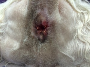 Visiting Vet Specialists | Anal sacs : can they be removed successfully?