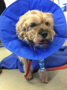 Visiting Vet Specialists | Troublesome bile for Border Terriers