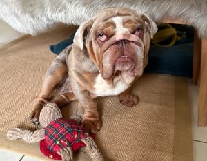 Visiting Vet Specialists | About